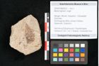 Foto (Objekt + Etikett) von Myrica lignitum Unger (NHMW-GEO-2024-0188-4022)